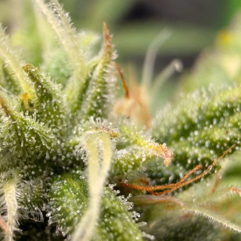 Weddi  growlog timeline photo