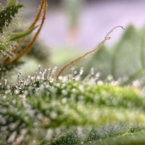 Weddi  growlog timeline photo
