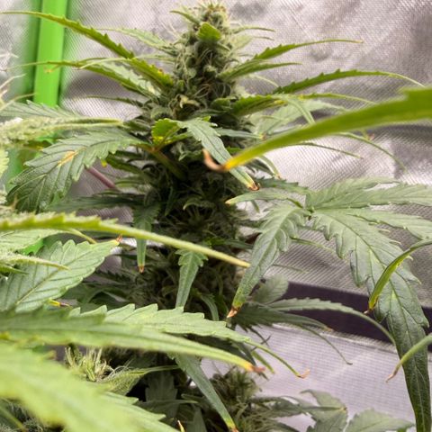 Weddi  growlog timeline photo