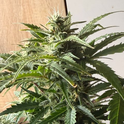 Weddi  growlog timeline photo