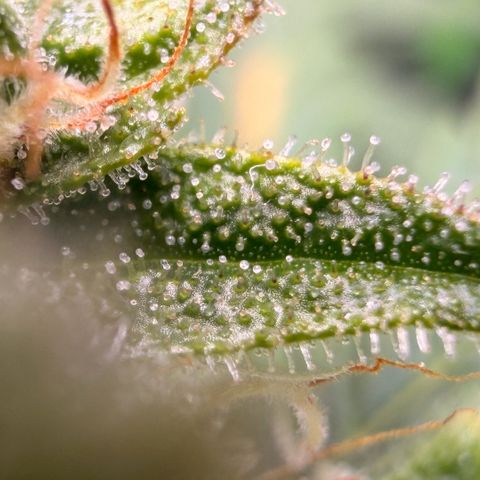 Weddi  growlog timeline photo