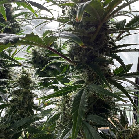 Weddi  growlog timeline photo