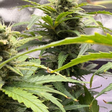 Weddi  growlog timeline photo