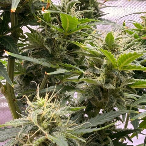 Weddi  growlog timeline photo