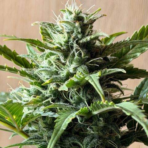 Weddi  growlog timeline photo