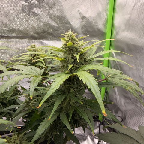 Weddi  growlog timeline photo