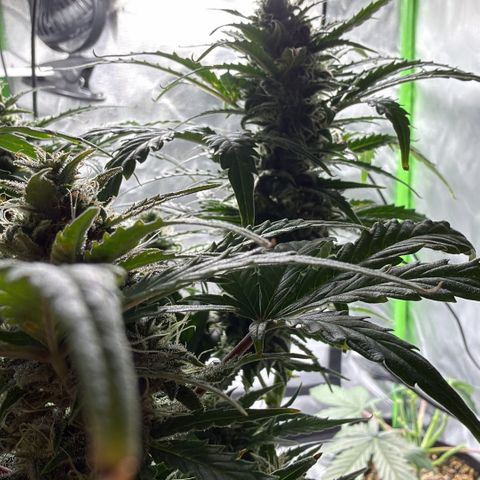Weddi  growlog timeline photo