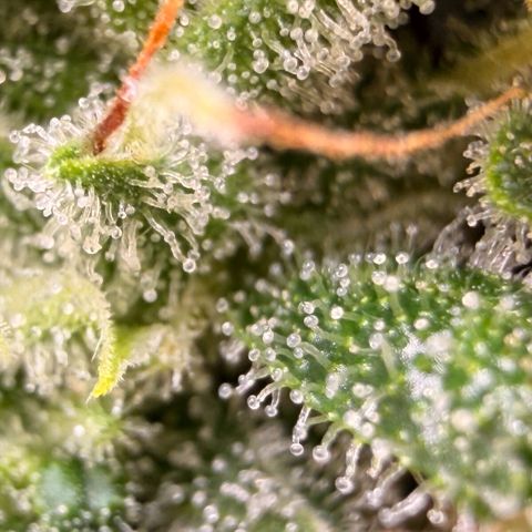 Weddi  growlog timeline photo
