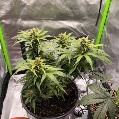 Weddi  growlog timeline photo