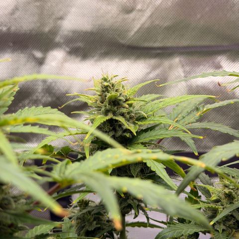 Weddi  growlog timeline photo