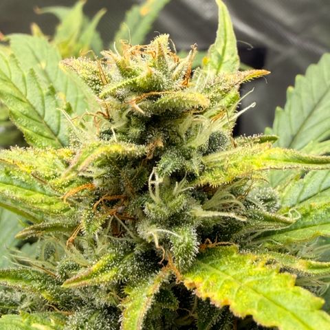 Weddi  growlog timeline photo