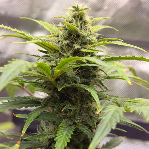 Weddi  growlog timeline photo