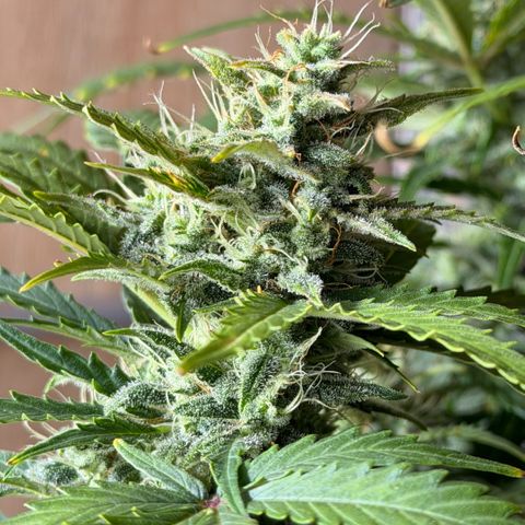 Weddi  growlog timeline photo