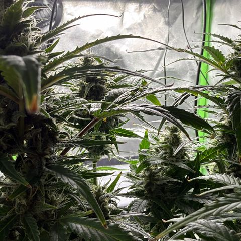 Weddi  growlog timeline photo