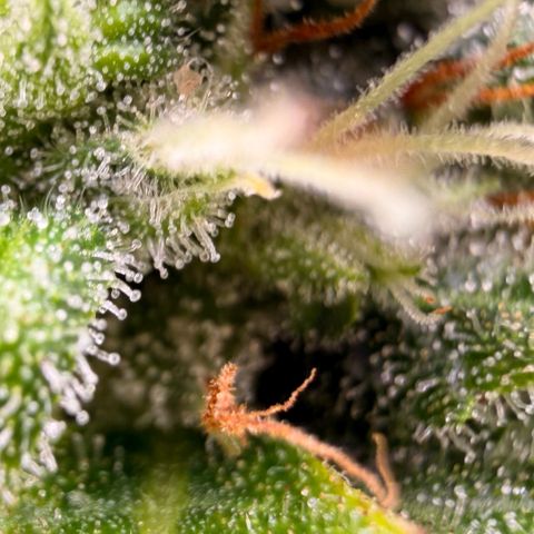 Weddi  growlog timeline photo