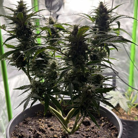 Weddi  growlog timeline photo