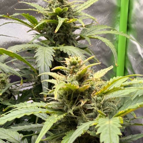 Weddi  growlog timeline photo