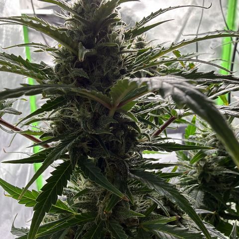 Weddi  growlog timeline photo