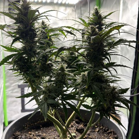 Weddi  growlog timeline photo