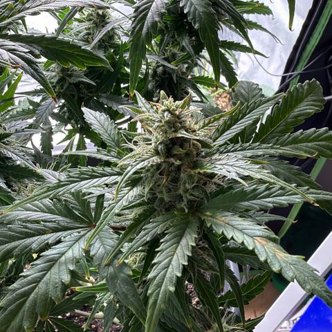 Weddi  growlog timeline photo