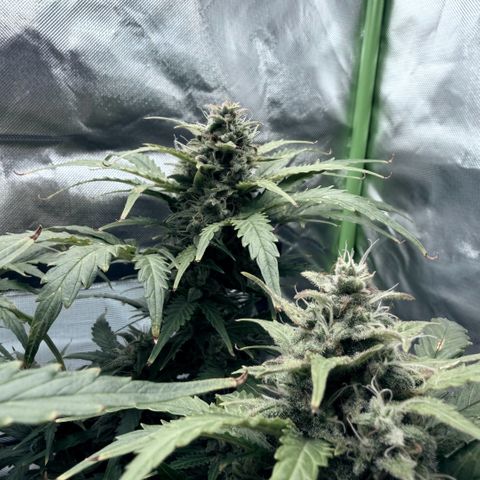 Weddi  growlog timeline photo
