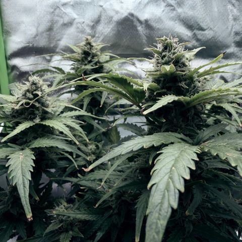 Weddi  growlog timeline photo
