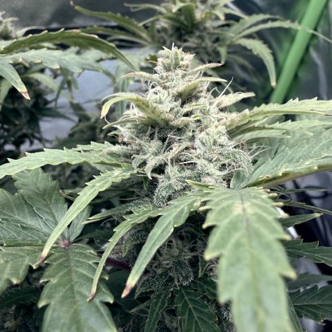 Weddi  growlog timeline photo