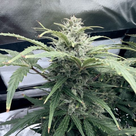 Weddi  growlog timeline photo