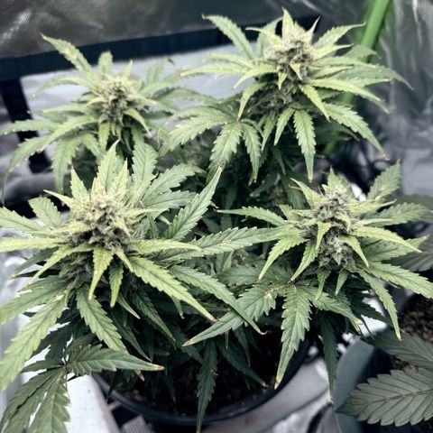 Weddi  growlog timeline photo