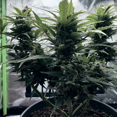 Weddi  growlog timeline photo