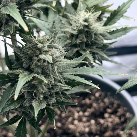 Weddi  growlog timeline photo