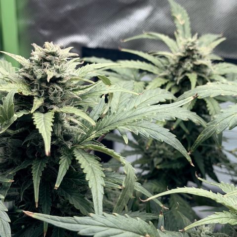 Weddi  growlog timeline photo