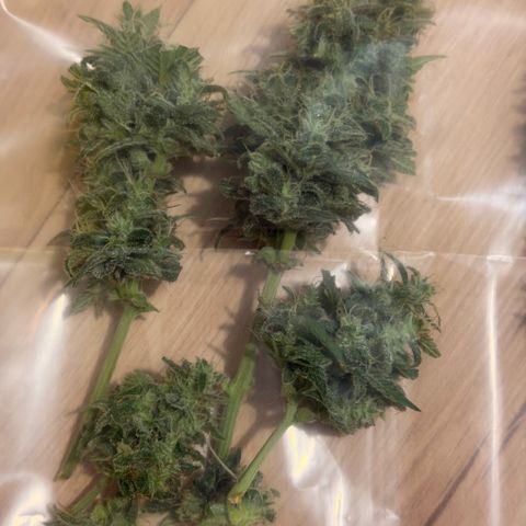 Weddi  growlog photo: Insgesamt 105g Nassgewicht
Trocken circa 1/4 = ~35g

4 Hauptbuds

Trocknung verteilt auf 3 Dryferm Bags im Schrank.
