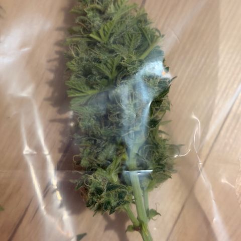 Weddi  growlog photo: Insgesamt 105g Nassgewicht
Trocken circa 1/4 = ~35g

4 Hauptbuds

Trocknung verteilt auf 3 Dryferm Bags im Schrank.
