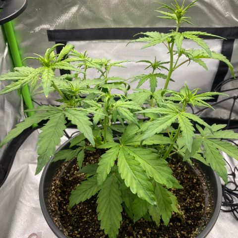 Purpii  growlog timeline photo