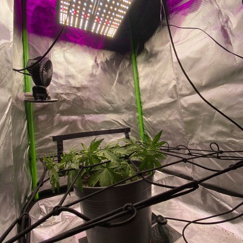 Purpii  growlog timeline photo