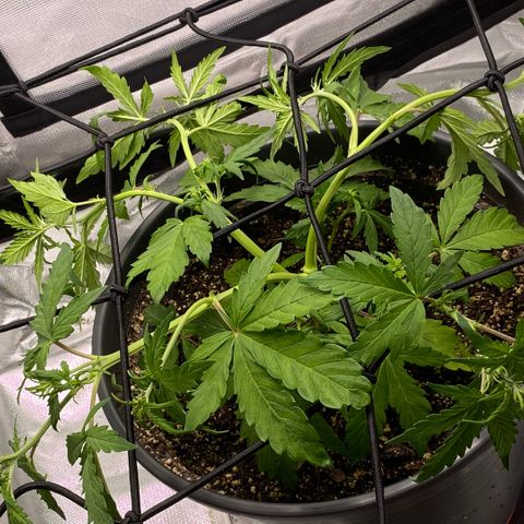 Purpii  growlog timeline photo