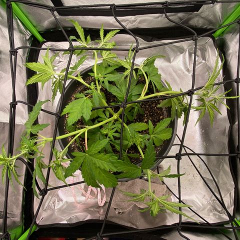 Purpii  growlog timeline photo