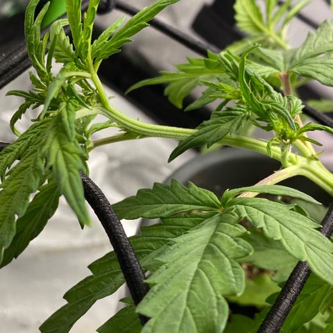 Purpii  growlog timeline photo