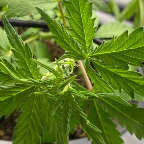 Purpii  growlog timeline photo
