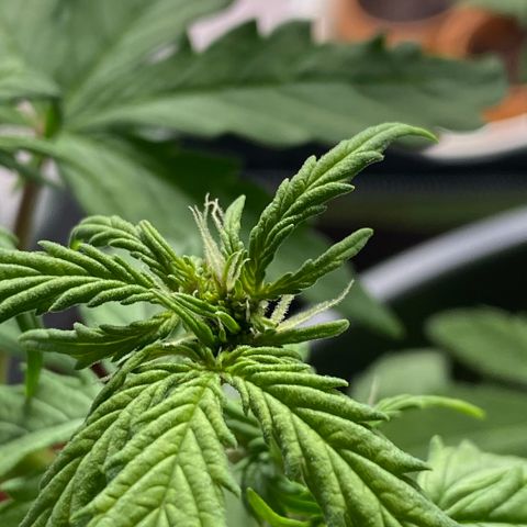 Purpii  growlog timeline photo