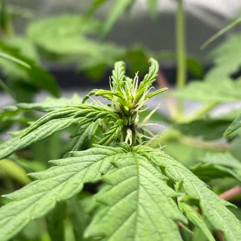 Purpii  growlog timeline photo