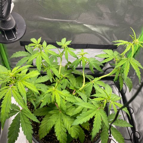 Purpii  growlog timeline photo