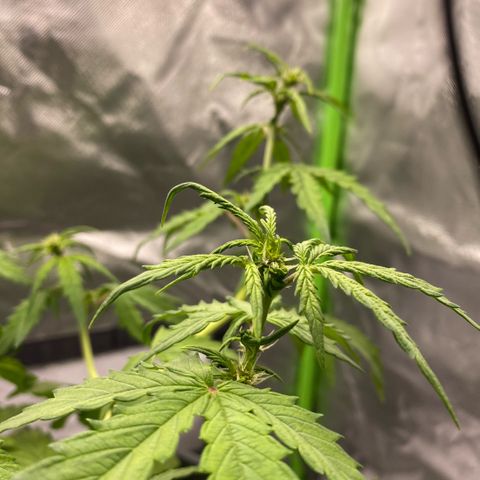 Purpii  growlog timeline photo