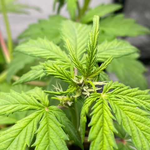 Purpii  growlog timeline photo