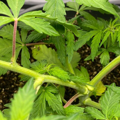 Purpii  growlog timeline photo