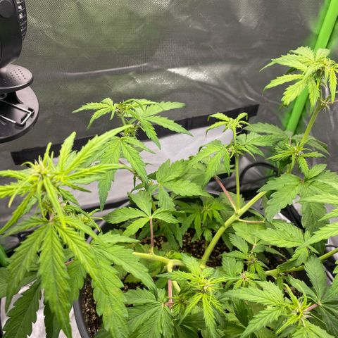 Purpii  growlog timeline photo