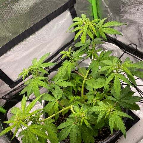 Purpii  growlog timeline photo