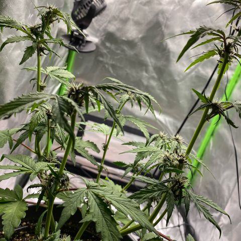 Purpii  growlog timeline photo