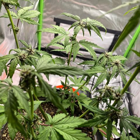 Purpii  growlog timeline photo
